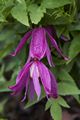 Clematis alpina Constance Powojnik alpejski